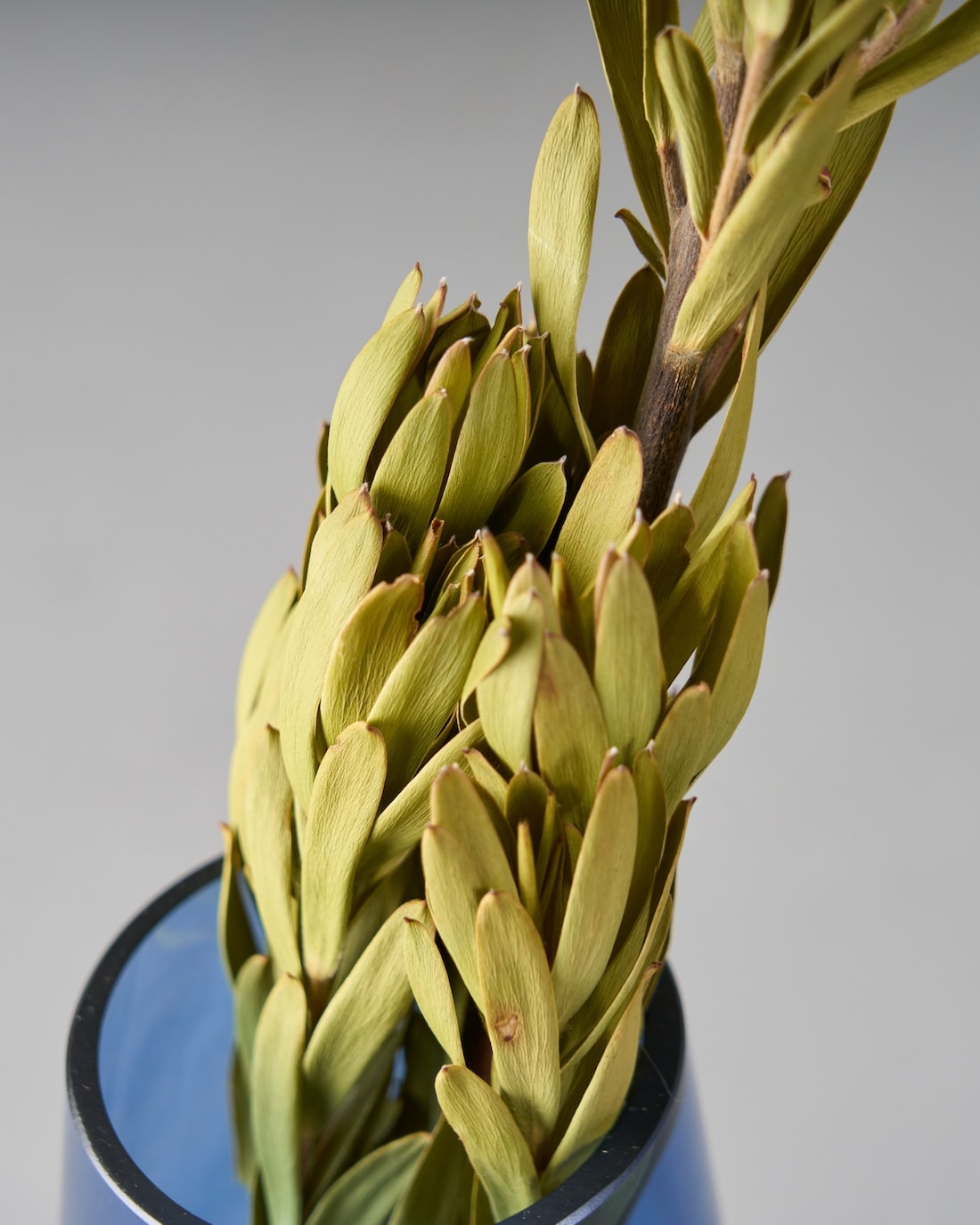 ドライフラワー］リューカデンドロン マルチ 商品ページ - 土と風の植物園