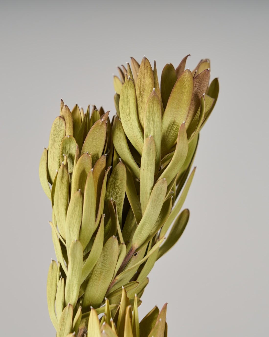 ドライフラワー］リューカデンドロン マルチ 商品ページ - 土と風の植物園