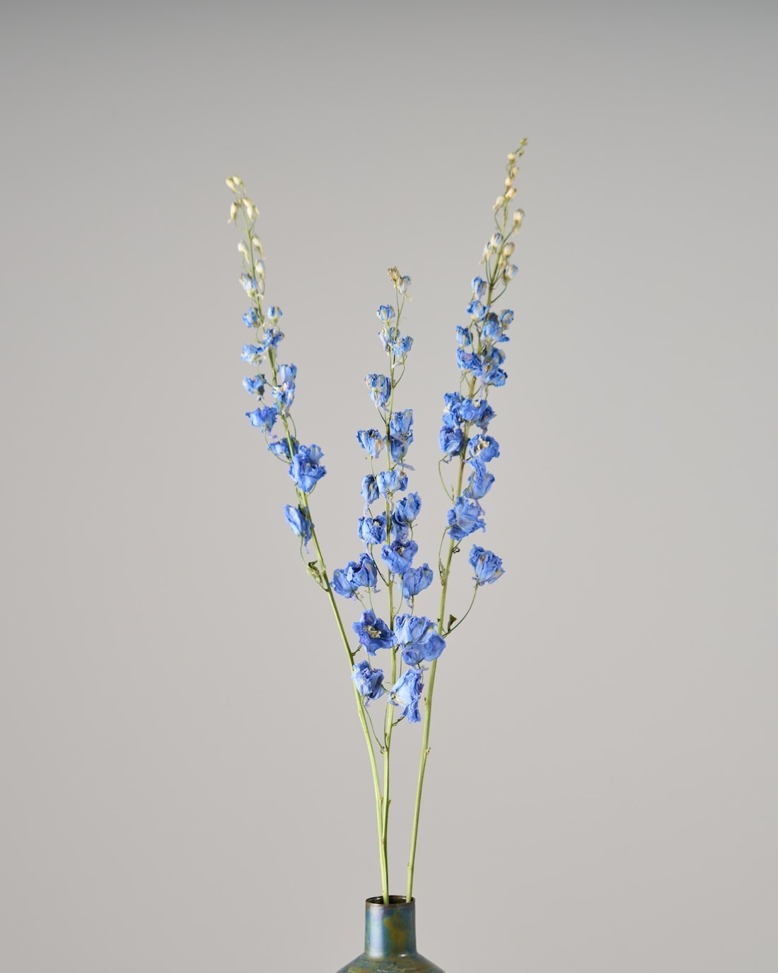 ［ドライフラワー］デルフィニューム ジャイアント パシフィック