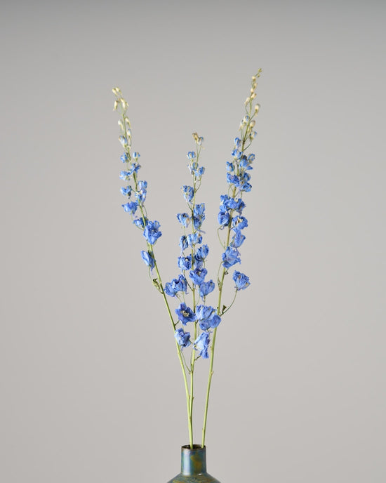 ［ドライフラワー］デルフィニューム ジャイアント パシフィック