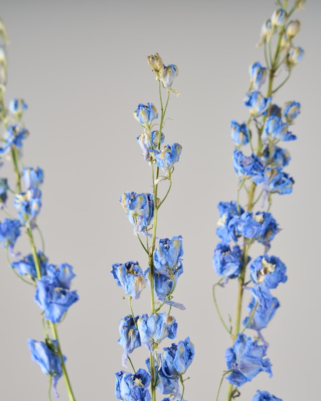 ［ドライフラワー］デルフィニューム ジャイアント パシフィック