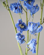 ［ドライフラワー］デルフィニューム ジャイアント パシフィック