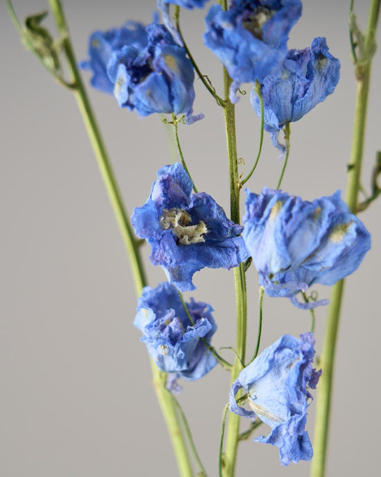 一輪挿しで愛しさ増すドライボタニカル（デルフィニューム）