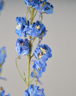 ［ドライフラワー］デルフィニューム ジャイアント パシフィック