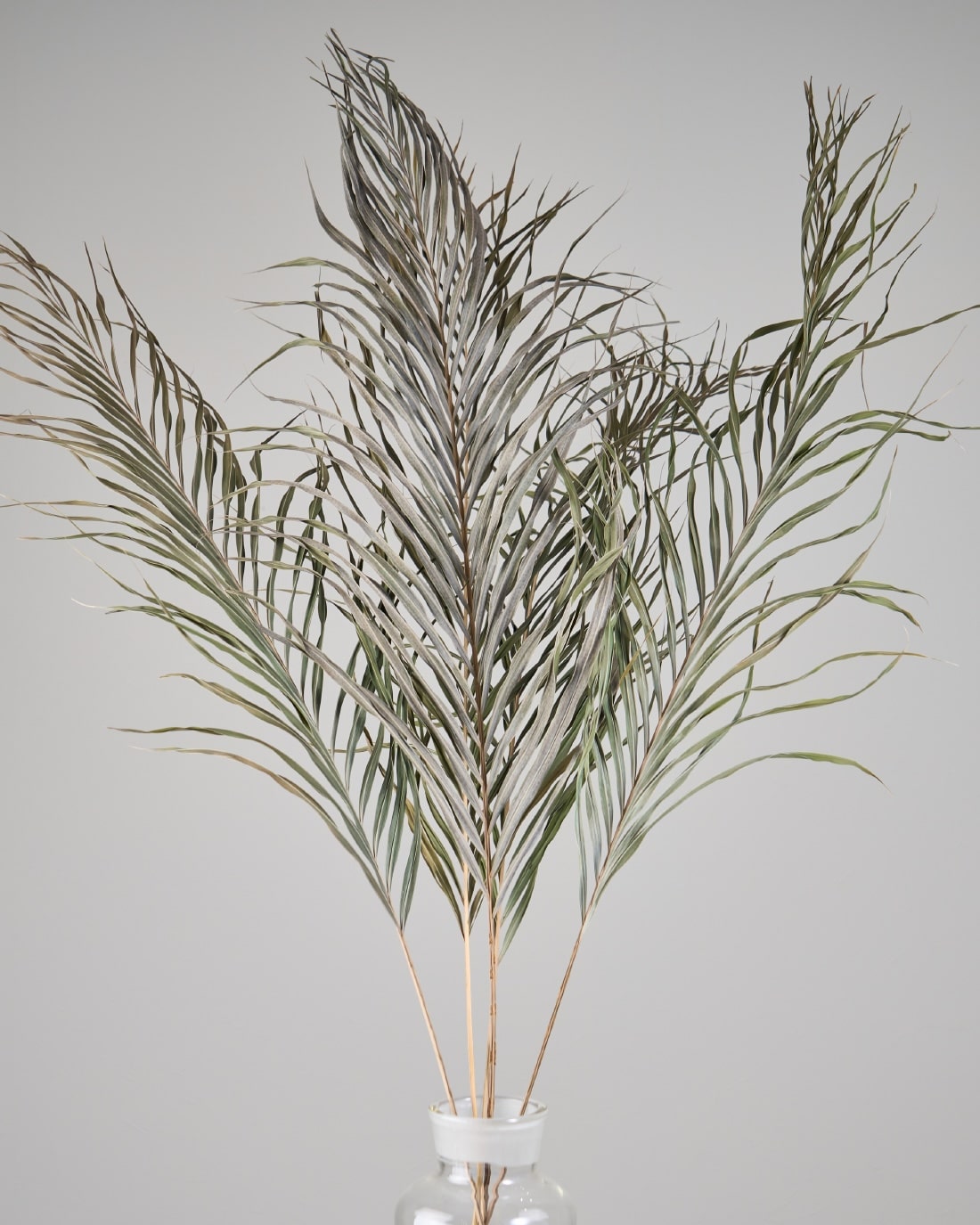 ［BIGボタニカル｜ドライ］アレカヤシ 120cm