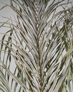 ［BIGボタニカル｜ドライ］アレカヤシ 120cm