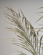［BIGボタニカル｜ドライ］アレカヤシ 120cm