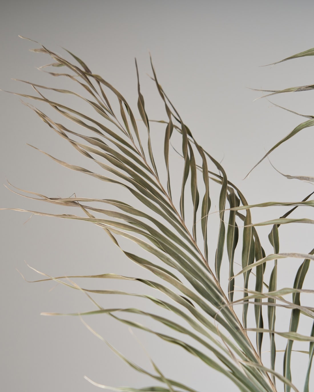 ［BIGボタニカル｜ドライ］アレカヤシ 120cm