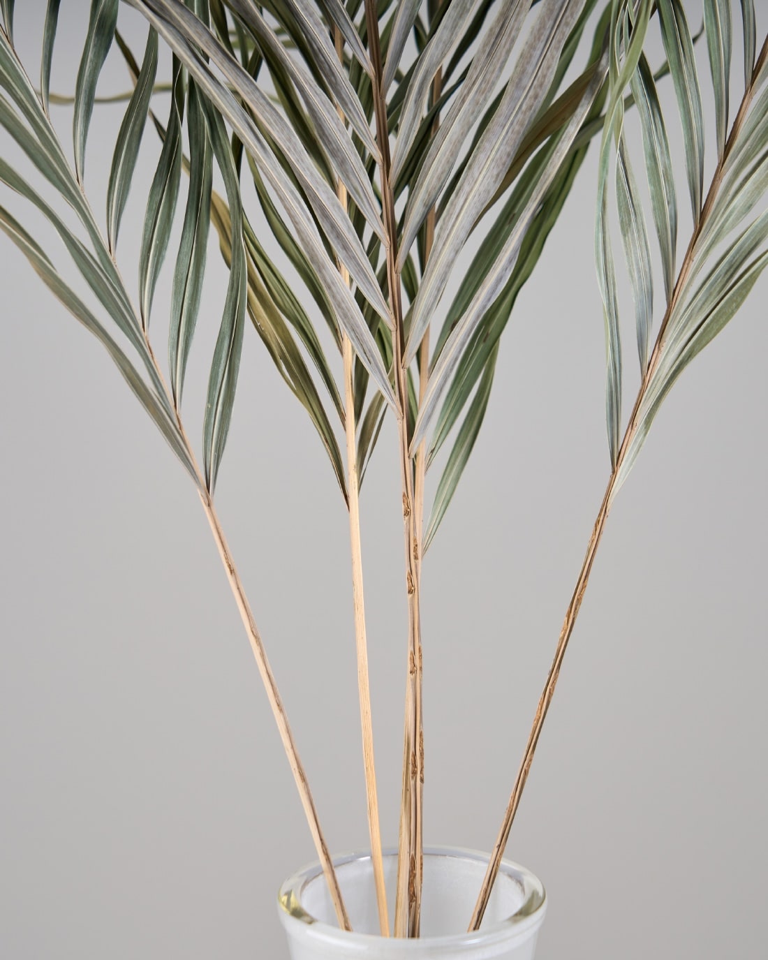 BIGボタニカル｜ドライ］アレカヤシ 120cm 商品ページ - 土と風の植物園