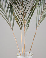 ［BIGボタニカル｜ドライ］アレカヤシ 120cm