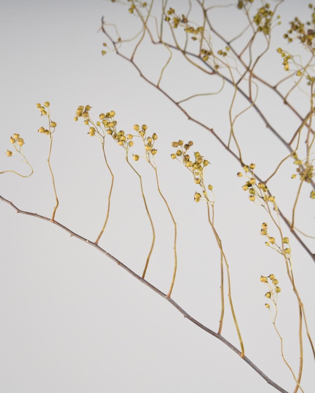 BIGボタニカル］野ばらの実 120㎝ 商品ページ - 土と風の植物園