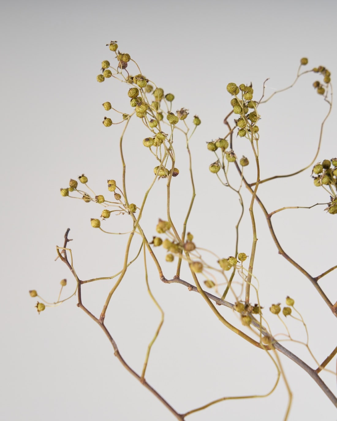 BIGボタニカル］野ばらの実 120㎝ 商品ページ - 土と風の植物園