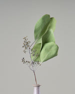 ［ドライフラワー］ユーカリ ポポラスベリー