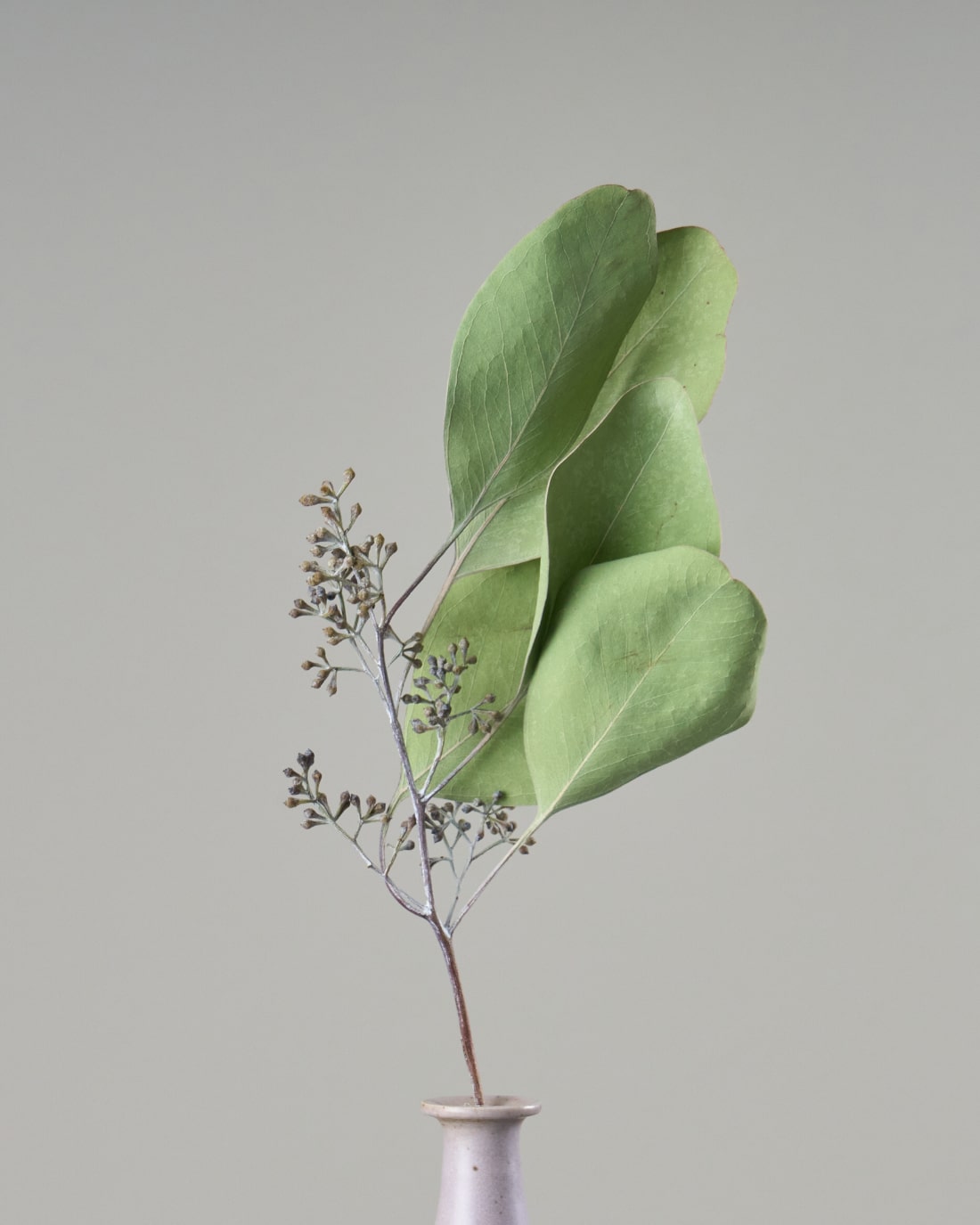 ［ドライフラワー］ユーカリ ポポラスベリー