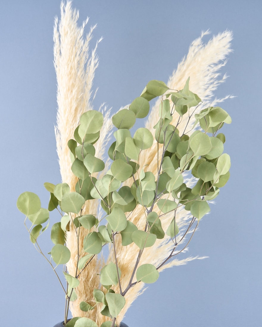 飾るだけでサマになるドライフラワーセット（パンパスグラス）