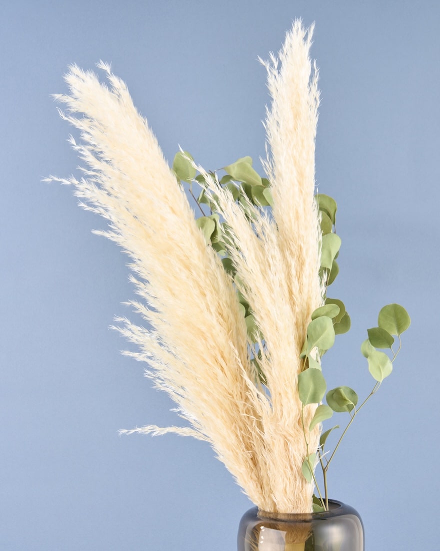 飾るだけでサマになるドライフラワーセット（パンパスグラス）