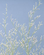 飾るだけでサマになるドライフラワーセット（ブルーファンタジア・ユーカリ）