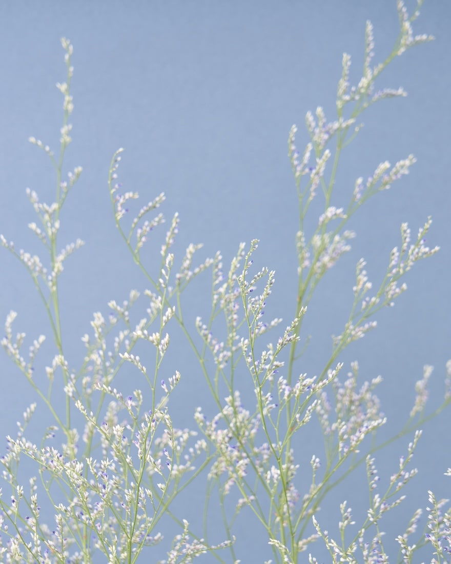 飾るだけでサマになるドライフラワーセット（ブルーファンタジア・ユーカリ）