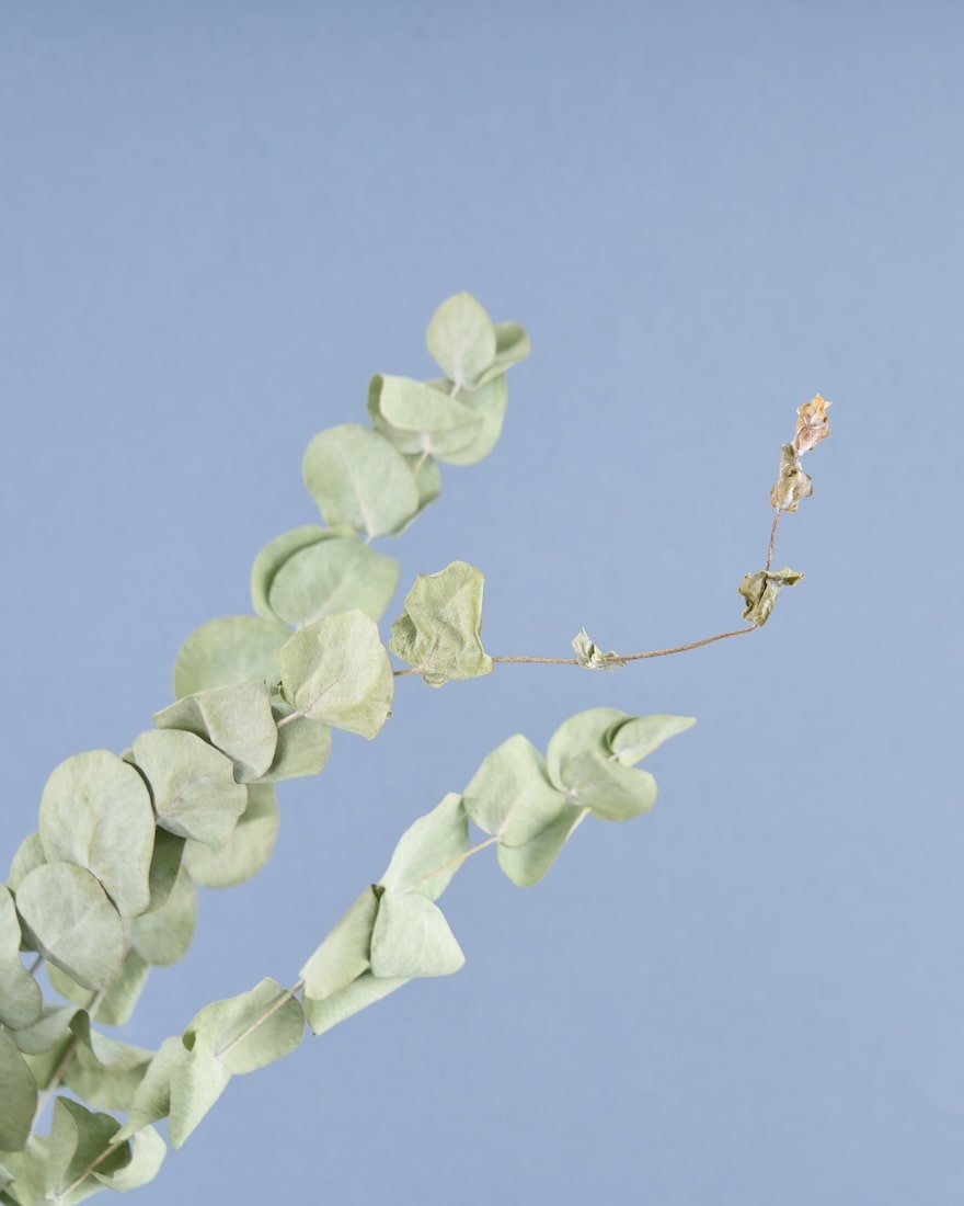 飾るだけでサマになるドライフラワーセット（ブルーファンタジア・ユーカリ）