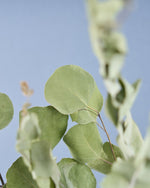 飾るだけでサマになるドライフラワーセット（ブルーファンタジア・ユーカリ）