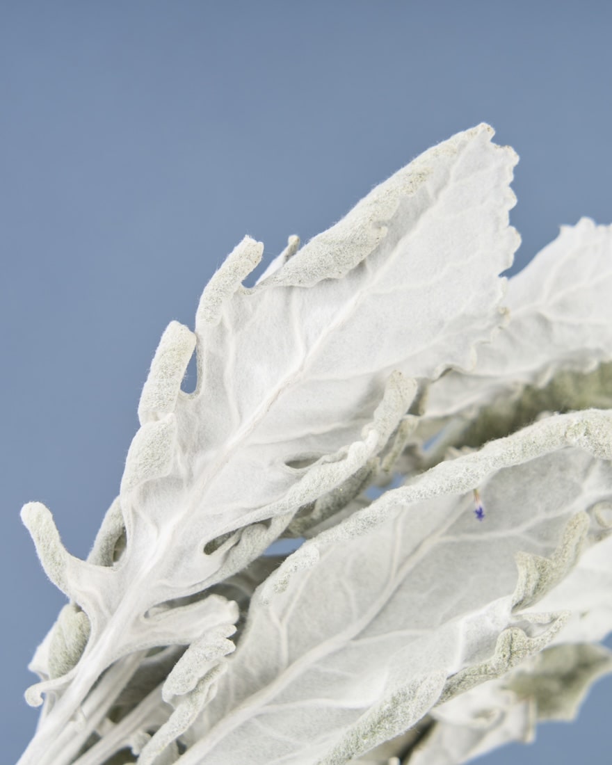 飾るだけでサマになるドライフラワーセット（ブルーファンタジア・ユーカリ）