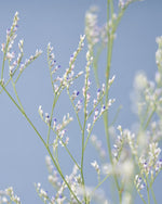 飾るだけでサマになるドライフラワーセット（ブルーファンタジア・ユーカリ）