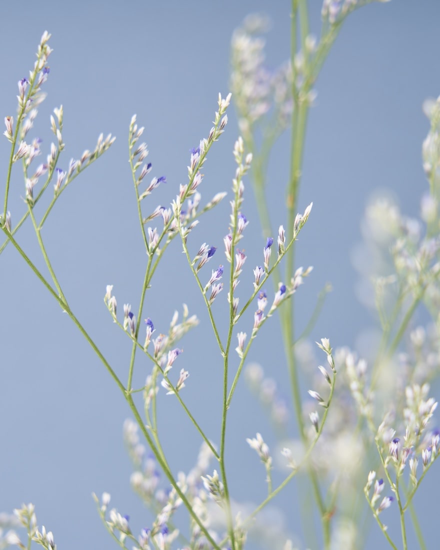 飾るだけでサマになるドライフラワーセット（ブルーファンタジア・ユーカリ）