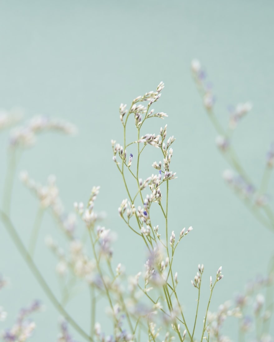 飾るだけでサマになるドライフラワーセット（ラベンダー・デルフィニューム）