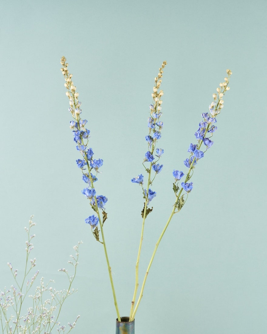 ［ドライフラワー］デルフィニューム ジャイアント パシフィック
