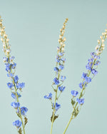 ［ドライフラワー］デルフィニューム ジャイアント パシフィック
