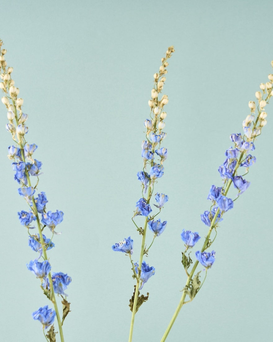 ［ドライフラワー］デルフィニューム ジャイアント パシフィック