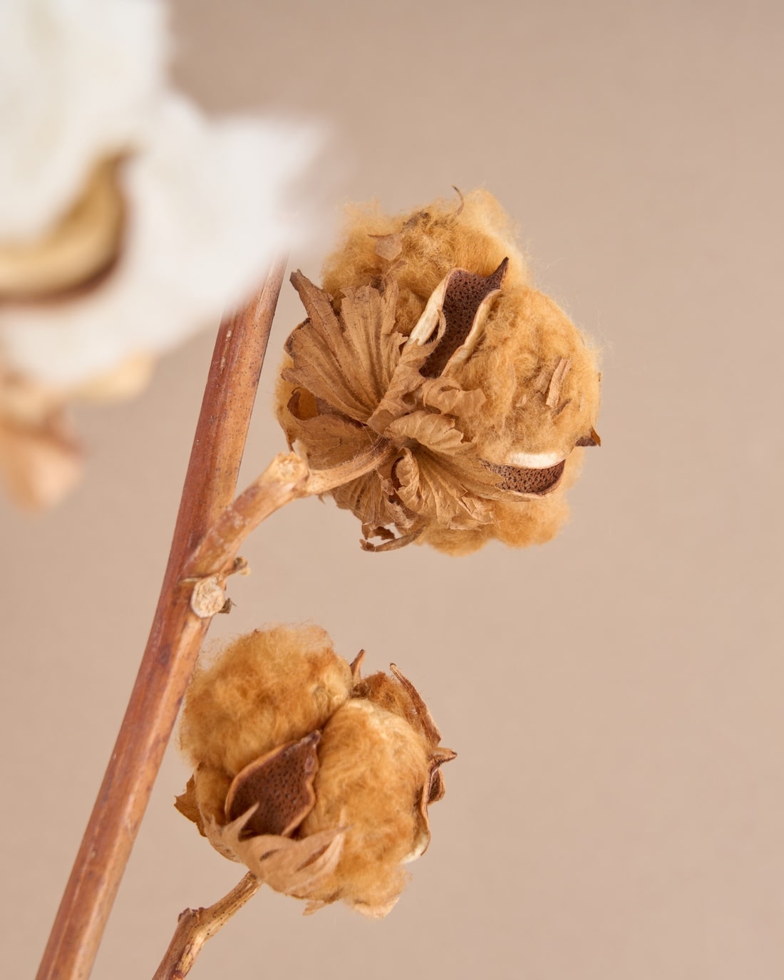 飾るだけでサマになるドライフラワーセット（パンパスグラス）