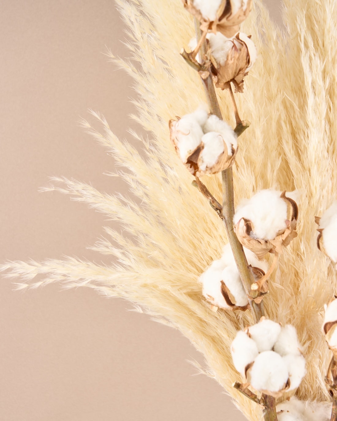 飾るだけでサマになるドライフラワーセット（パンパスグラス）