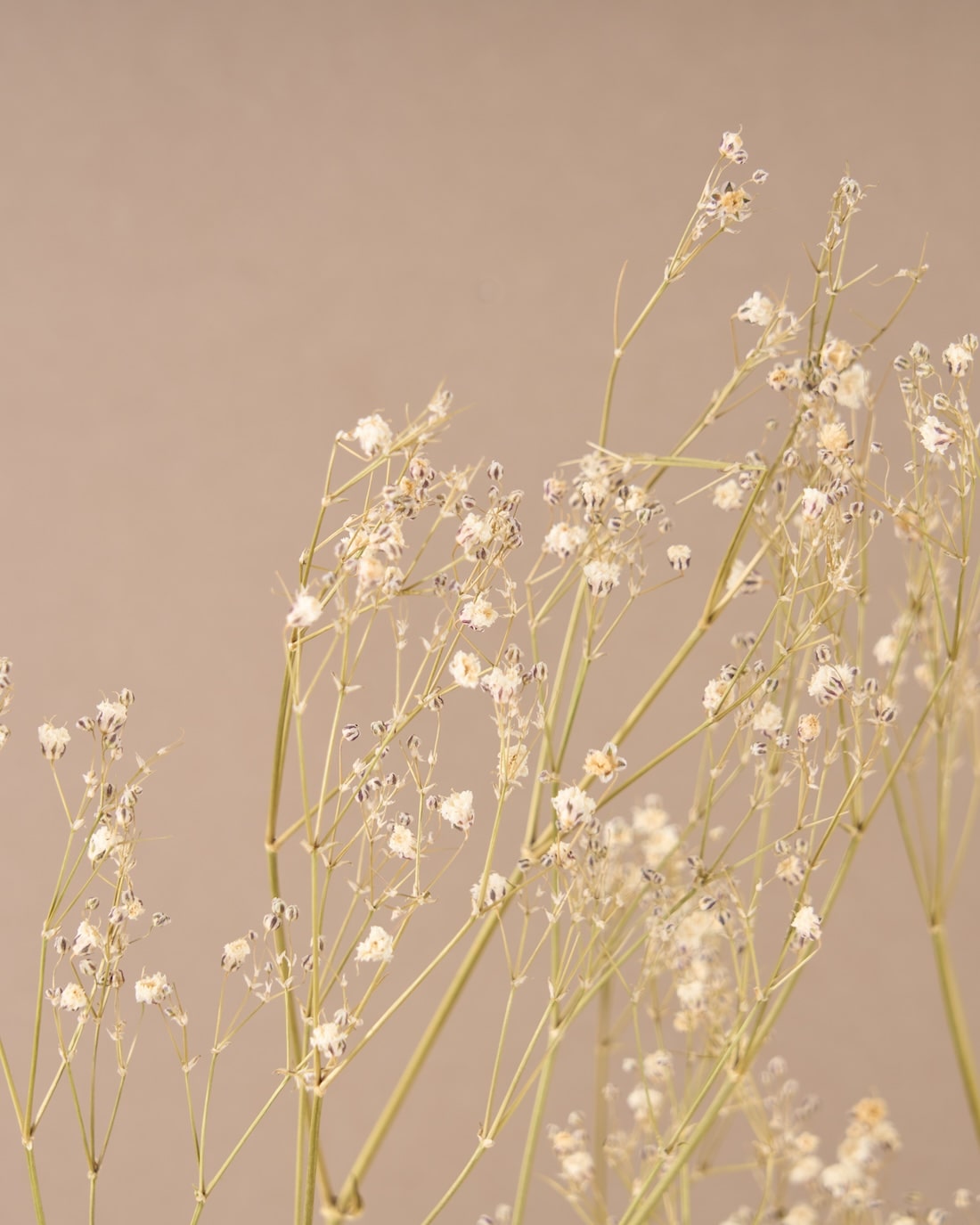 飾るだけでサマになるドライフラワーセット（アキレア・フィリカ）