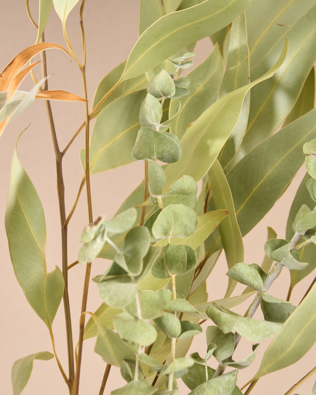 飾るだけでサマになるドライフラワーセット（アキレア・フィリカ）