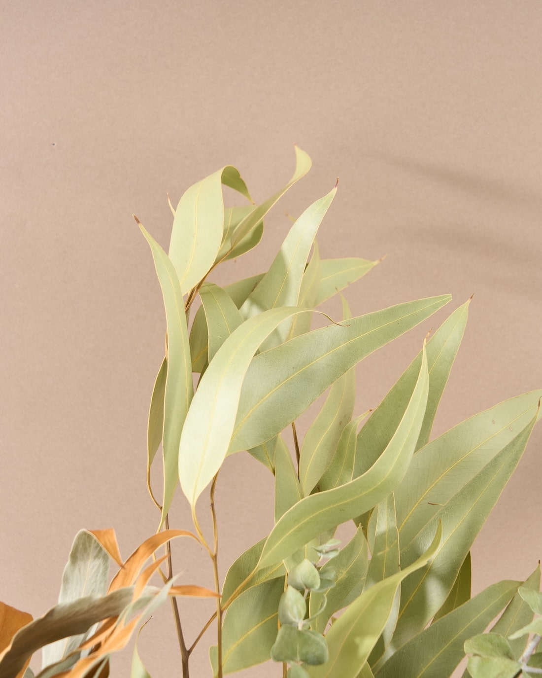 飾るだけでサマになるドライフラワーセット（アキレア・フィリカ）