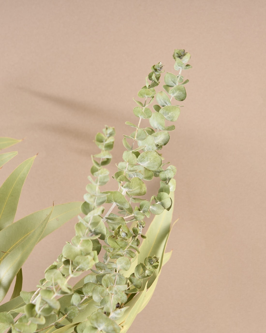 飾るだけでサマになるドライフラワーセット（アキレア・フィリカ）