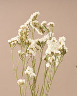 飾るだけでサマになるドライフラワーセット（スターチス・シナモンスティック・アレカヤシ）