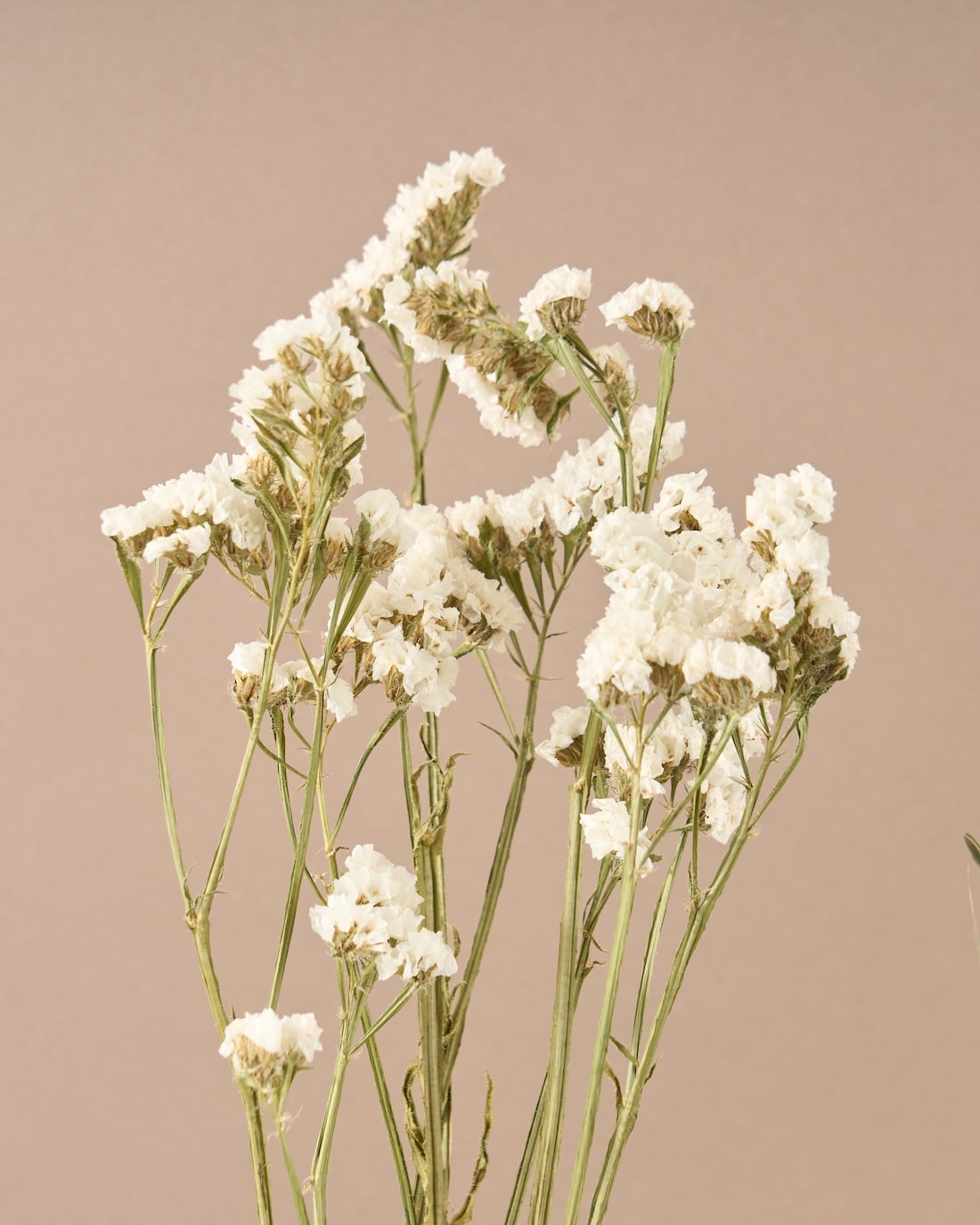 飾るだけでサマになるドライフラワーセット（スターチス・シナモンスティック・アレカヤシ）