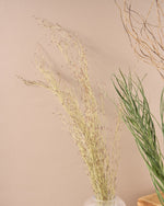 飾るだけでサマになるドライフラワーセット（雲竜柳・アレカヤシ・エミューファン）