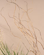 飾るだけでサマになるドライフラワーセット（雲竜柳・アレカヤシ・エミューファン）