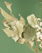 飾るだけでサマになるドライフラワーセット（スターチス・シナモンスティック・アレカヤシ）