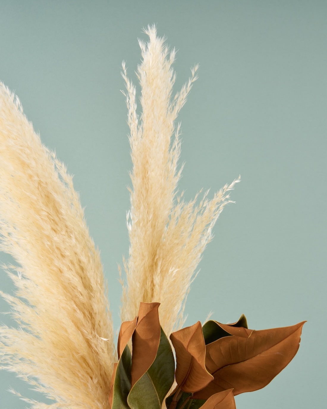 飾るだけでサマになるドライフラワーセット（パンパスグラス）