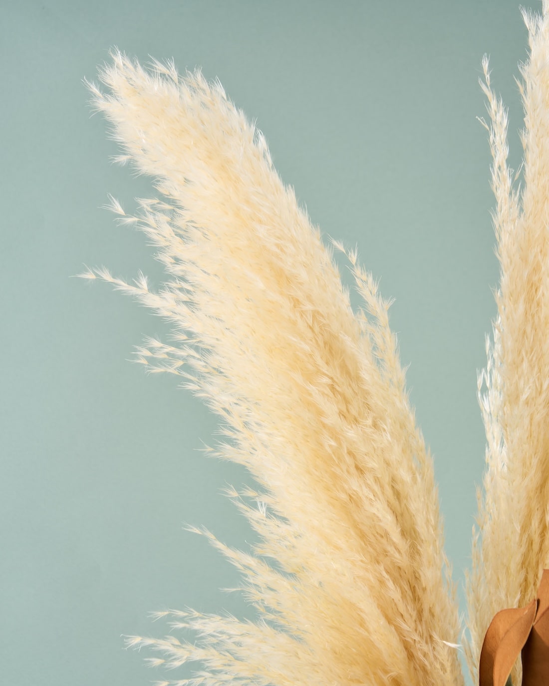 飾るだけでサマになるドライフラワーセット（パンパスグラス）