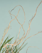 飾るだけでサマになるドライフラワーセット（雲竜柳・アレカヤシ・エミューファン）