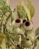 飾るだけでサマになるドライフラワーセット（5種類のユーカリ）＜緑の五重奏＞