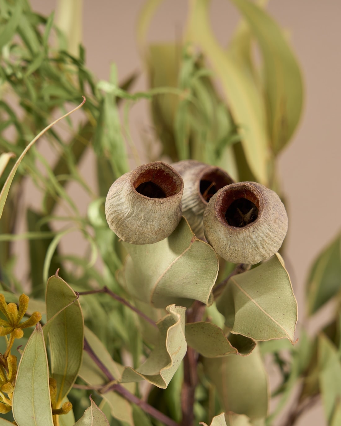 飾るだけでサマになるドライフラワーセット（5種類のユーカリ）＜緑の五重奏＞