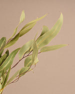 飾るだけでサマになるドライフラワーセット（5種類のユーカリ）＜緑の五重奏＞