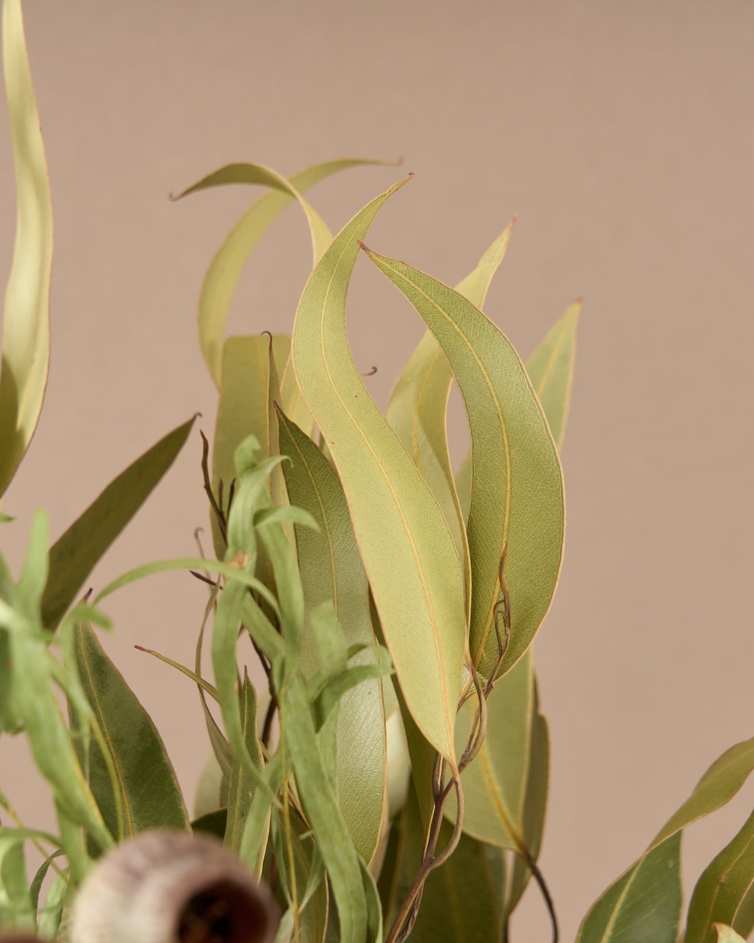 飾るだけでサマになるドライフラワーセット（5種類のユーカリ）＜緑の五重奏＞