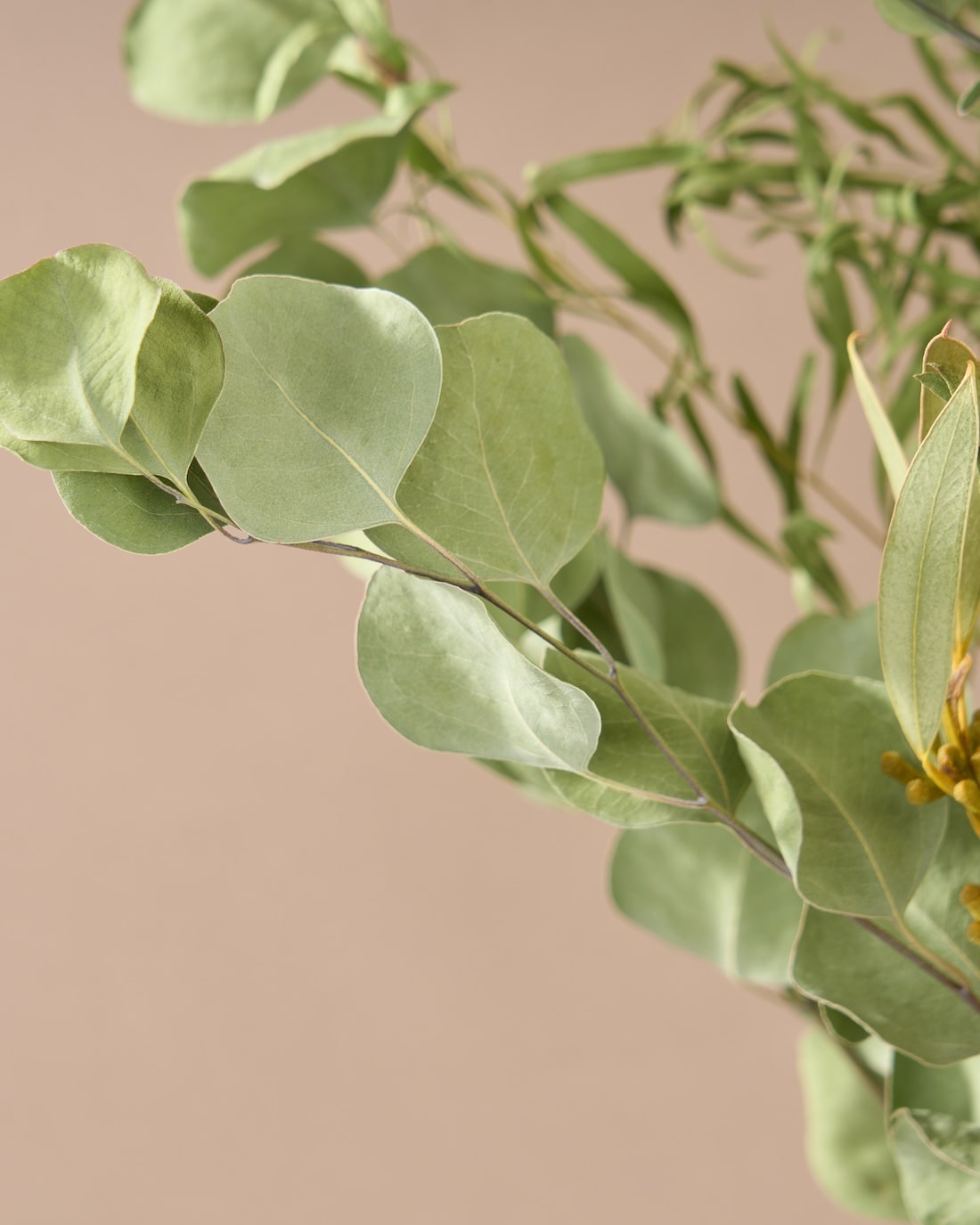 飾るだけでサマになるドライフラワーセット（5種類のユーカリ）＜緑の五重奏＞